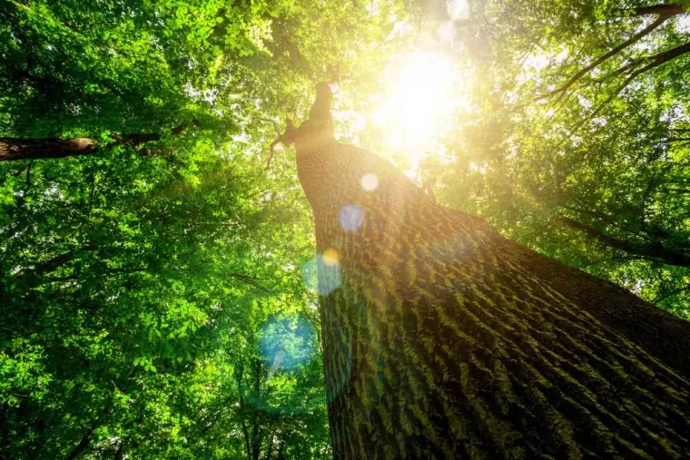 Plantation arbre forestier, Meillonnas, AIN BOIS SERVICE