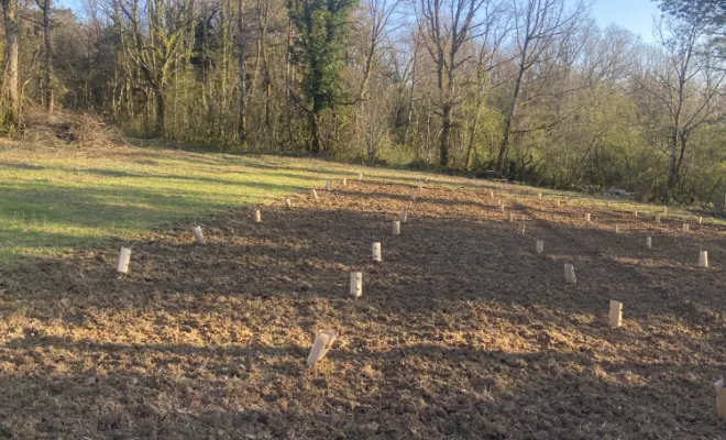 Plantation en parcelle forestère, département de l'ain, AIN BOIS SERVICE
